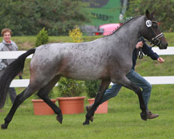 CABA VM, Reitpony v. Fehrencamp's Cöstein-Bennos Dream (Martina Ecke, Bad Doberan) Siegerin. Foto: Wego