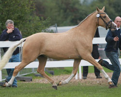 O'SARAH, Reitpony v. Olli T-Ussuri xx (Hans-Joachim Frahm, Redefin) Reservesiegerin. Foto: Wego