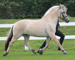 DILAYLA, Fjordstute v. Ricardo Baron-Stedjeblakken (Anita Ruppel-Nagy, Grammentin) Siegerin. Foto: Wego