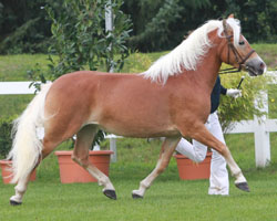 NOVACELLA, Haflinger v. Nobelius-Almblitz (Rainer & Susanne Kohl, Brüel) Siegerin. Foto: Wego