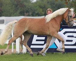 DALIYAH-DERIN Edelblut-Haflinger v. Santana-Steinalm (Rainer & Susanne Kohl, Brüel) Siegerin. Foto: Wego