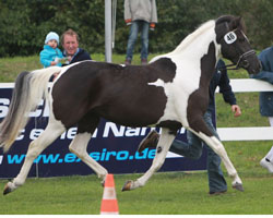 O'SARAH, Lewitzer v. Ollit-Ussuri xx (Hans-Joachim Frahm, Redefin) Siegerin. Foto: Wego