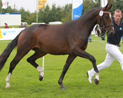 Coco Chanel v. Crist-Anrit (Albert Vielitz, Alt-Seehagen) Reservesiegerin. Foto: Jutta Wego