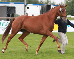JADE v. Jazz Time-Weltfriede (Fritz & Uwe Beltz, Mistorf) 3. Platz. Foto: Wego