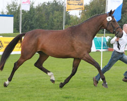 COMME CI COMME CA v. Carrico-Lancer III (Andreas Linde, Utzedel) 5. Platz. Foto: Wego