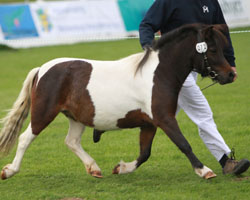 SPROTTE VON DER OSTSEE Shetlandpony v. Vitus von der Ostsee (Stephanie Kalsow, Selmsdorf) Siegerin. Foto: Wego