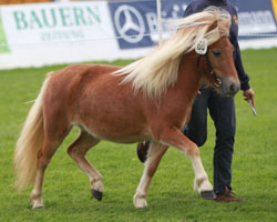 CERINDE VAN'T HEUT Shetlandpony v. Naikel v.d. Witte Maat (E. & G. Koch, Setzin) Reservesiegerin. Foto: Wego