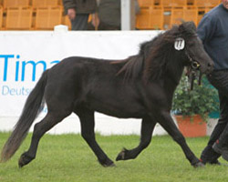 ARIELLE, Partbred-Shetlandpony v. Avajo (Guido & Annemarie Greskamp, Dreilützow) Siegerin. Foto: Wego