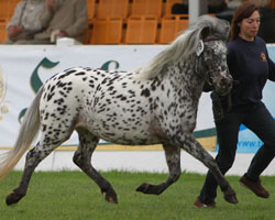 FENJA, Partbred-Shetlandpony v. Fury-Ringo (E. & G. Koch, Setzin) Reservesiegerin. Foto: Wego