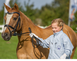 Den Jungzüchterwettbewerb 2012 gewann Lisanne Dreier von der IG Dt. Reitpony. Foto: Rainer Kohl