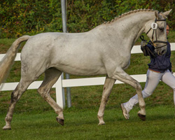 3. Platz Familie der Gina (Arno Göwe) - hier Cassiopeia v. Cellestial. Foto: Kohl