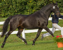 3. Platz Familie der Gina (Arno Göwe) . Gina v. Godavari xx. Foto: Kohl