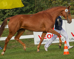 Reservesiegerfamilie der Wehle (Familie Beltz) - hier Wehle v. Weltfriede. Foto: Kohl