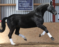 Casaretto (v. Calypso I) zeichnete sich durch sein enormes Bewegungspotenzial aus, das auch im Galopp eindrucksvoll in Erscheinung trat. Foto: Jutta Wego