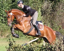 Bestes vierjähriges Pferd in Valluhn war der Trakehner Hobbit v. Heops-Altan II (Elke Kiewald, Heidekrug). Foto: Lohrmann