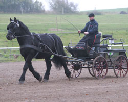 Olaf Peter stellte Ehrwürdiger (v. Elmar / Pesedo) aus, der bei der Kaltblutprüfung in Ganschow mit Wertnote 7,97 den 2. Platz belegte. Foto: Jutta Wego