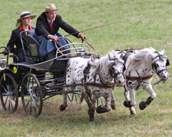Elisa Rehse - hier als Beifahrerin im Ponygespann ihres Freundes Patrick Müller - ist 2012 die erfolgreichste Einsännerfahrerin mit ihrer Haflingerstute Eternity. Foto: Wego