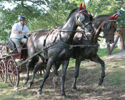 Mit 75 Jahren war der Woldegker Hans-Joachim Thamm auch 2012 wieder der älteste erfolgreiche Fahrer und Pferdesportler überhaupt in MV. Foto: Wego