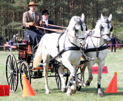 Jörg Cröger aus Schwinkendorf wurde mit seinen Pferden Ruben und Alina zweitbester Fahrer in MV 2012. Foto: Wego