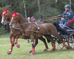 Auch der Potsdamer Sebastian Warneck gehört wieder zum Deutschen Championatskader Zweispännerfahrer. Foto: Wego