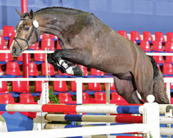 Der OS-Siegerhengst, ein Sohn von Cornet's Stern / Chacco Blue / Contendro I, wurde für 130.000 Euro nach Dänemark zugeschlagen. Foto: OS-Verband