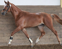 Do It - Landeschampion der dreijährigen Mecklenburger Reitpferde. Foto: Jutta Wego