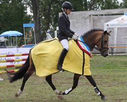 Choco de Luxe - Landeschampion der drei- u. vierjährigen Ponys (Stuten u. Wallache). Foto: Jutta Wego