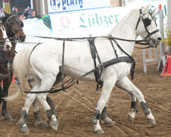 Desiree D - Landeschampion der vier- u. fünfjährigen Mecklenburger Fahrpferde. Foto: Jutta Wego