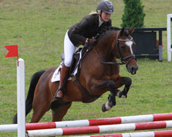 Vivus vM - Landeschampion der sechsjährigen MV-Ponys. Foto: Jutta Wego