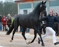 1. Reservesieger Dressur v. Bentley / Sandro Hitt / Wesley. Foto: Jutta Wego