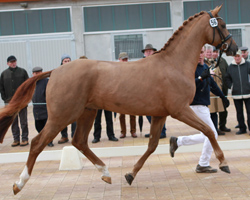 2. Reservesieger Dressur v. Royal Classic / Warkant / Mangan. Foto: Jutta Wego