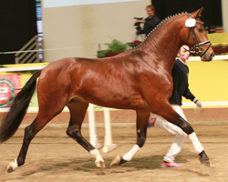Dressurhengst v. Ampere / Donnerhall / Rubinstein I. Foto: Jutta Wego