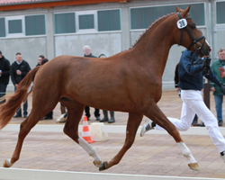 Dressurhengst v. Fabregas / Solero/T. / Hohenstein/T. Foto: Jutta Wego