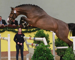 Springhengst v. Champion de Corde / Prinz Oldenburg / Night and Day. Foto: Jutta Wego