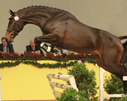 Springhengst v. Cosido / Contender / Castor-Calvin. Foto: Jutta Wego
