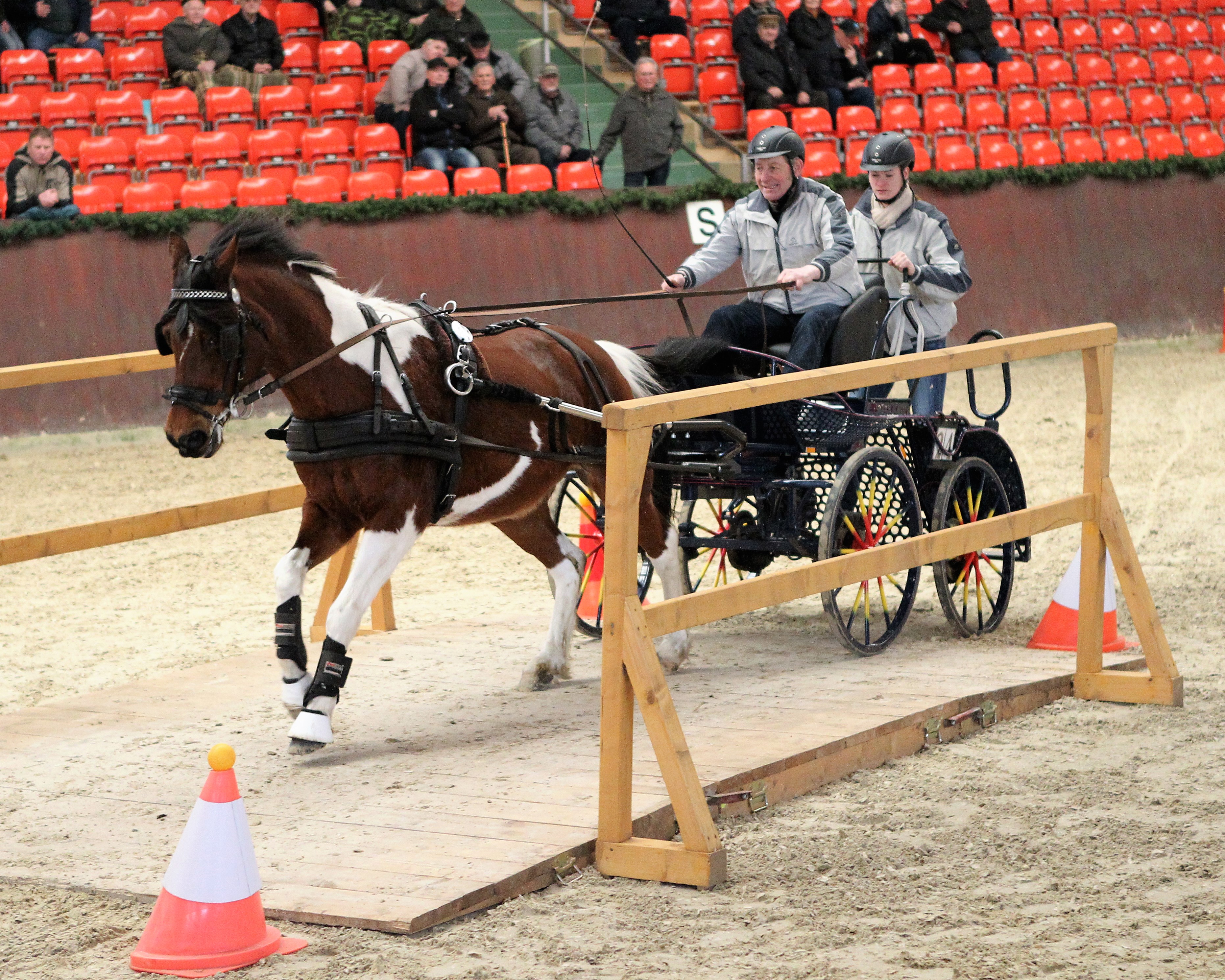 Im vorigen Jahr fuhr der einheimische Fred Schicketanz mit seiner jetzt 17-jährigen Lewitzer Stute Gina bei der Hallen-Landesmeisterschaft noch einspännig und holte sich die Bronzemedaille. In diesem Jahr will sich der 57-Jährige Gestütswärter ganz auf das Zweispännerfahren konzentrieren. Foto: Jutta Wego
