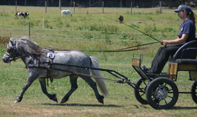 Sieger der Hengstgruppe wurde mit Wertnote 8,69 der 4-jährige Westhorns Harvel (Z.: Henning Müller, Westerstede). Foto: Dr. Hoffmann