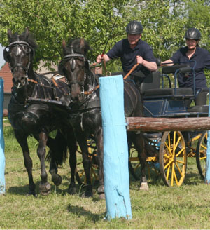 Der 47-jährige Holger Kröpelin gewann beim Heimturnier in Schossin die Dressur und das Geländefahrer mit seinen Ponys. Foto: Jutta Wego