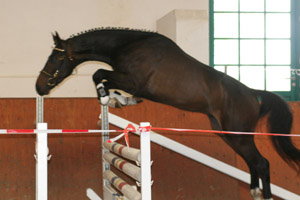 SANDIEGO v. Sancisco x Davignon I - erfolgreichster 3-jähriger Mecklenburger. Foto: Wegp