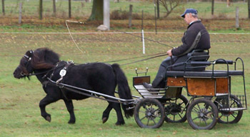 Der Hengst Wargrave of Shetland (Maike Feus, Aurich) erreichte eine Wertnote von 8,40 (Geländefahrt 10).