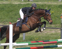 Mit Viva reitet Maximiliane Hoffschildt von Sieg zu Sieg in den Springpferdeprüfungen. Mit Viva reitet Maximiliane Hoffschildt von Sieg zu Sieg in den Springpferdeprüfungen.