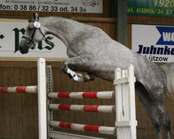 Schon parcourserfahren, wurde Cellestina (v. Cellestial) mit 7,92 Zweite (Springen 8,5). Schon parcourserfahren, wurde Cellestina (v. Cellestial) mit 7,92 Zweite (Springen 8,5).
