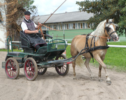 Mit 7,63 das zweitbeste Ergebnis erreichte die Prämienanwärterin SINA-K, Edelblut-Haflinger v. Aurel / Steinalm (Peter Krecklow, Schwasdorf). Mit 7,63 das zweitbeste Ergebnis erreichte die Prämienanwärterin SINA-K, Edelblut-Haflinger v. Aurel / Steinalm (Peter Krecklow, Schwasdorf).