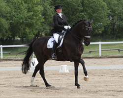 Angelika Elsholz gewann in Pinnow mit Florino die M-Dressur M5. Angelika Elsholz gewann in Pinnow mit Florino die M-Dressur M5.
