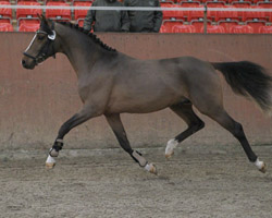 Deutsches Reitpony v. Destino R / Doran / Eldorrado (Julia Voigtländer, Berlin). Foto: Wego