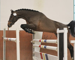 Oldenburger v. Casiro / Acorado / Contender (Paul Müller, Wangerland). Foto: Wego
