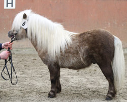 Shetlandpony v. Kerswell Cloud / Kairo v.d. Klaverhoek / Fellow v.d. Klaverhoek). Foto: Wego