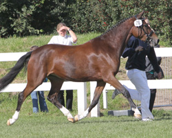 StPrSt. MONEY PENNY v. Montender aus der New Forest-Familie der Mathley v. Blaze.