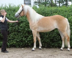 StPrSt. Aniara v. Aurel aus der Familie der Mandibel v. Mandl.
