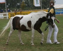 StPrSt./E.St. POESIE IV (Lewitz) v. Poncho B 387 - E.H./Unbek.